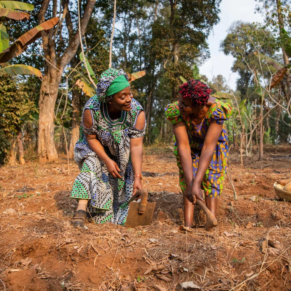 Land Preparation
