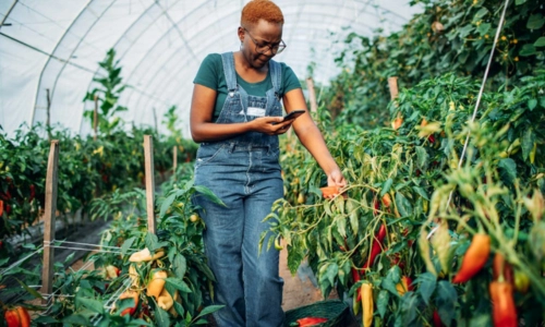 A farmer taking pictures of their pepper crops inside a green house