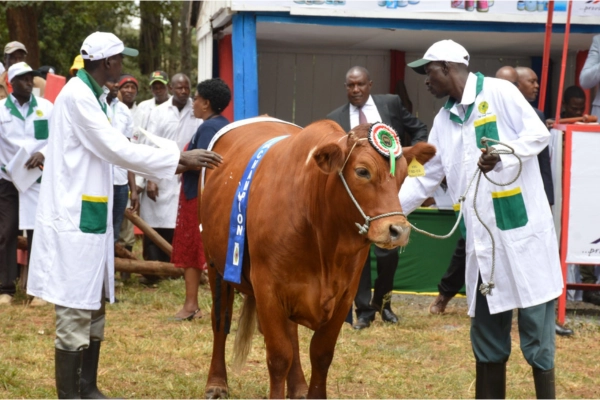 Participants of the Nairobi International Trade Fair showcase a healthy looking brown cow