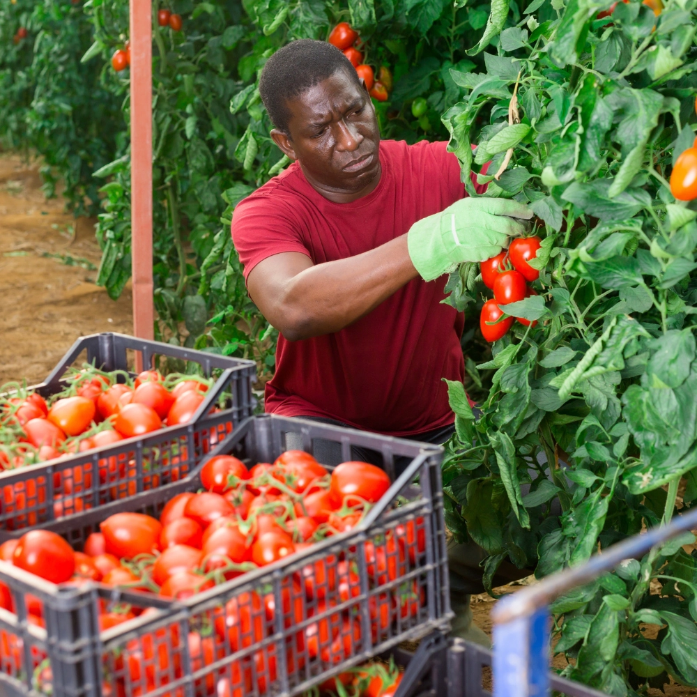 Tomato Harvesting