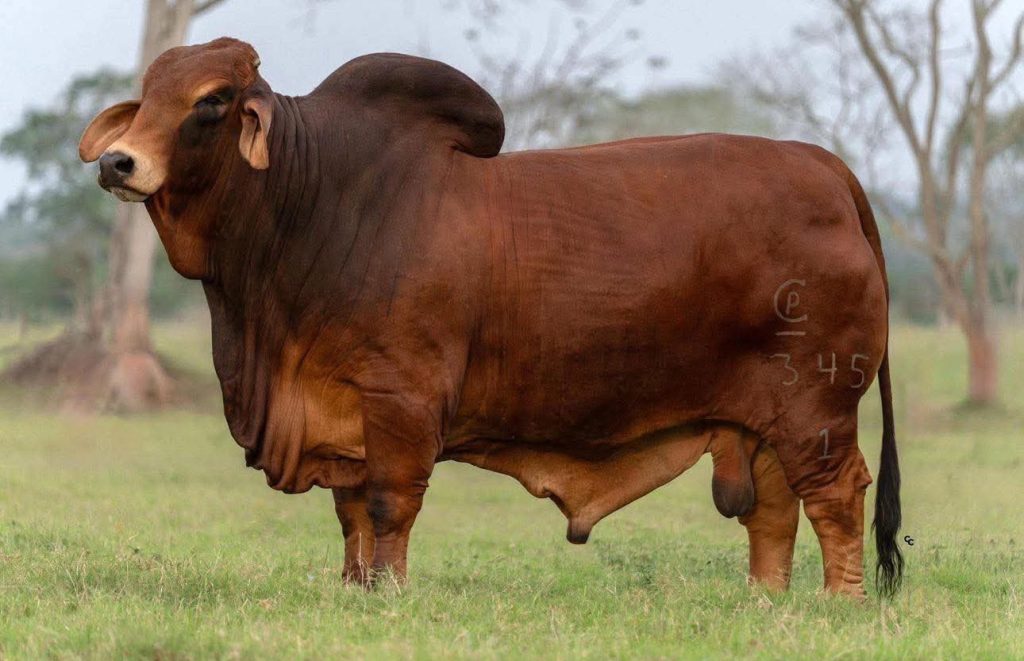 A large brown Brahman beef cow standing on an open field