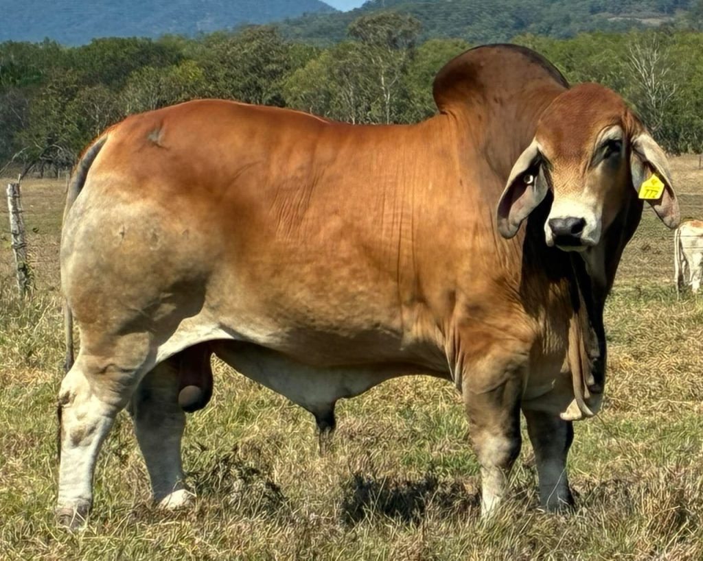 A large light-brown brahman beef cow standing on an open field