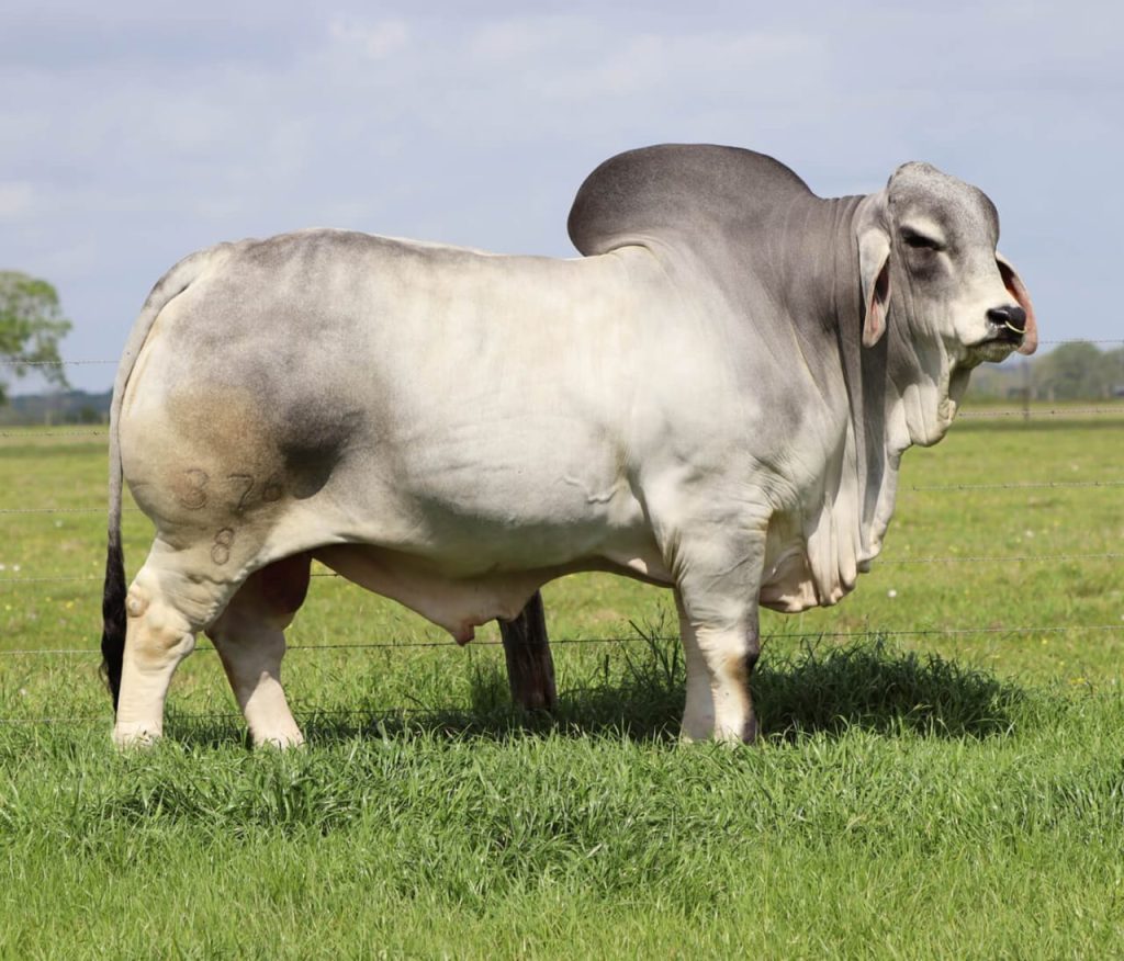 A large grey brahman beef cow standing on an open field