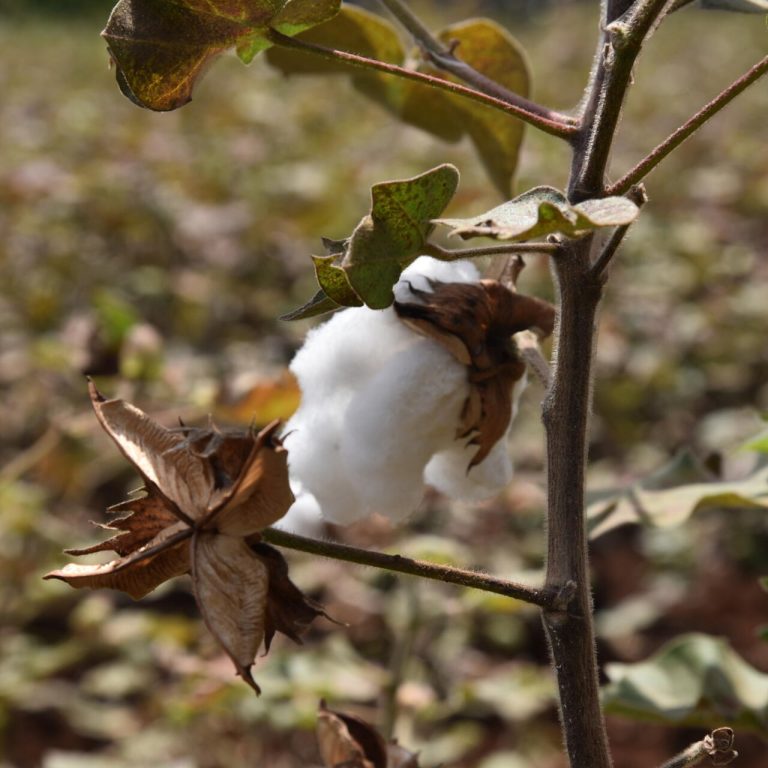 Cotton plant up close