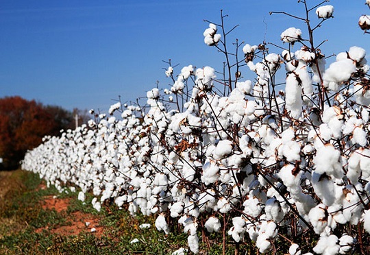 A row of cotton plants well blooming