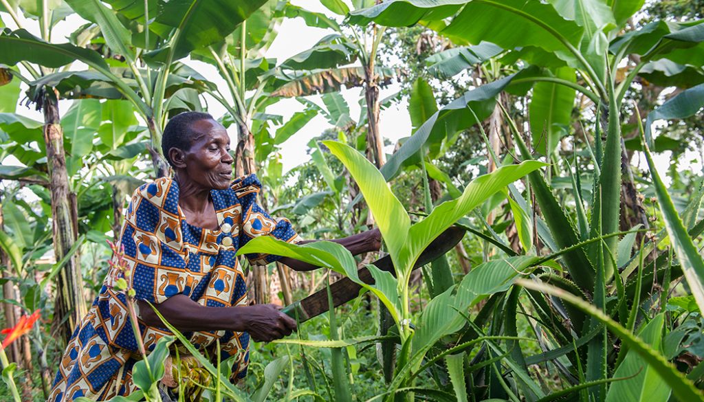 An elderly woman cuts plants with a machete in the middle of a farm