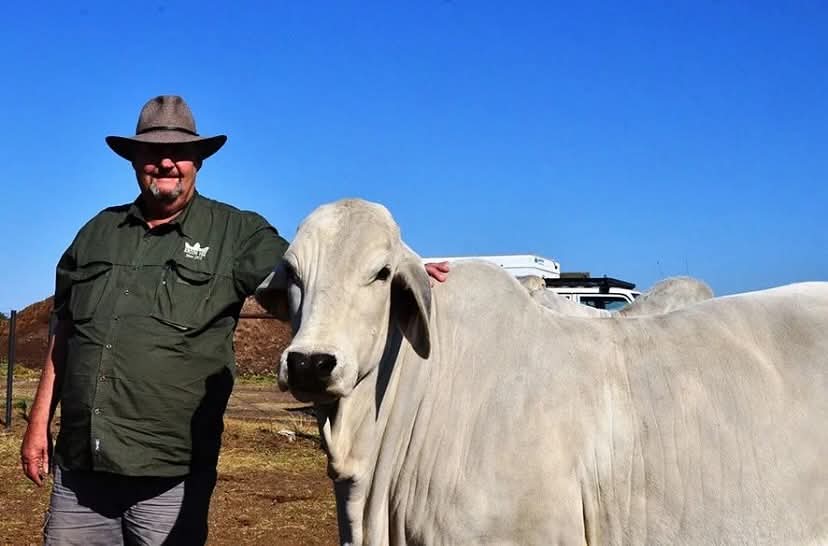 Mr. Jan Van Zyl Founder & CEO of Kroon Vee Stud Brahmans poses with a grey Brahman cow