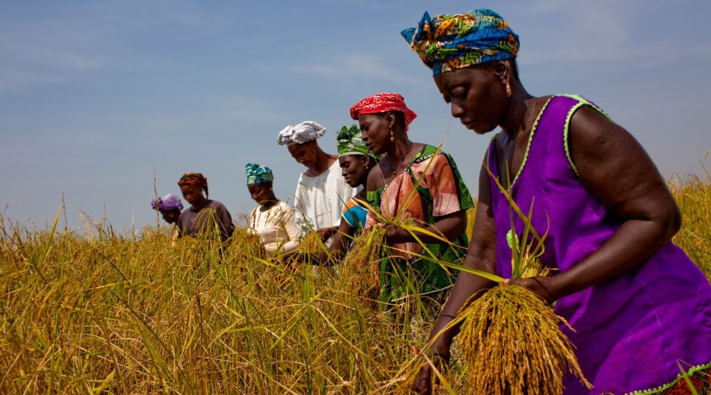 A group of women harvesting a grass-family crop together