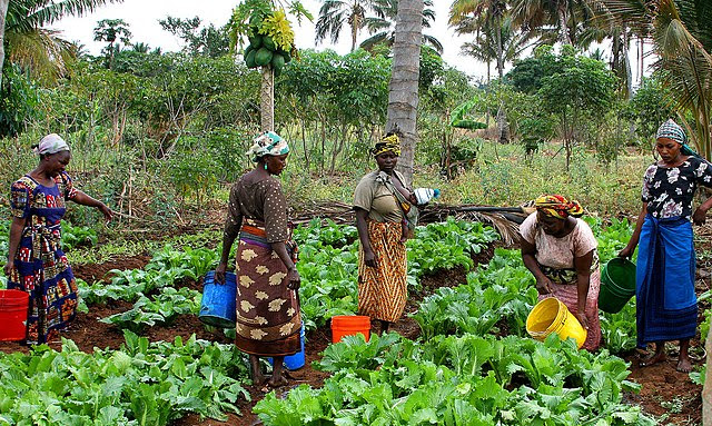 A group of rural women tend to some vegetables on an open farm