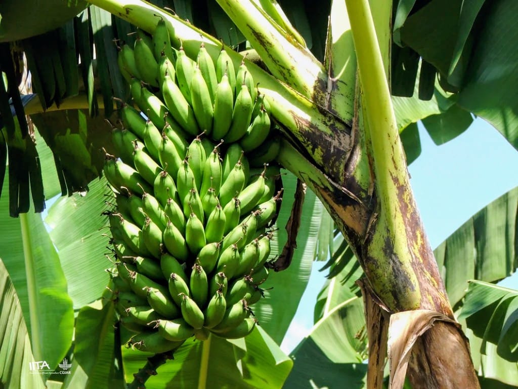 A banana tree