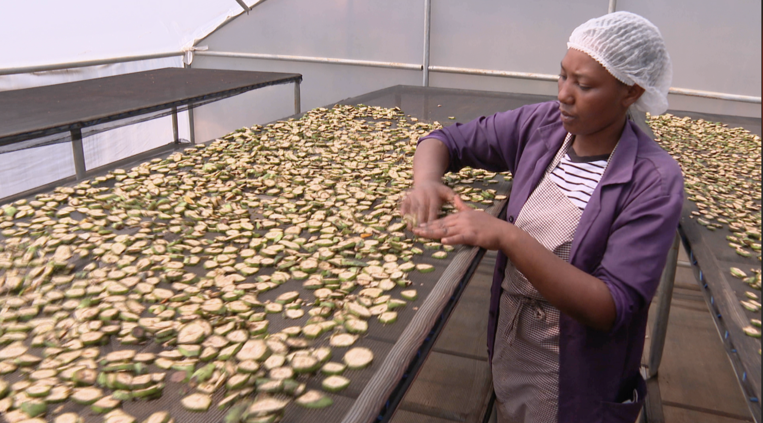 Banana Slices Dried In A Solar Dryer.