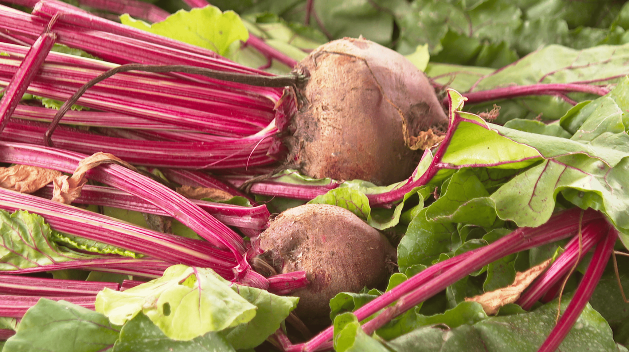 Betroot Farm BEETROOT FARMING - Africa Farming Journal