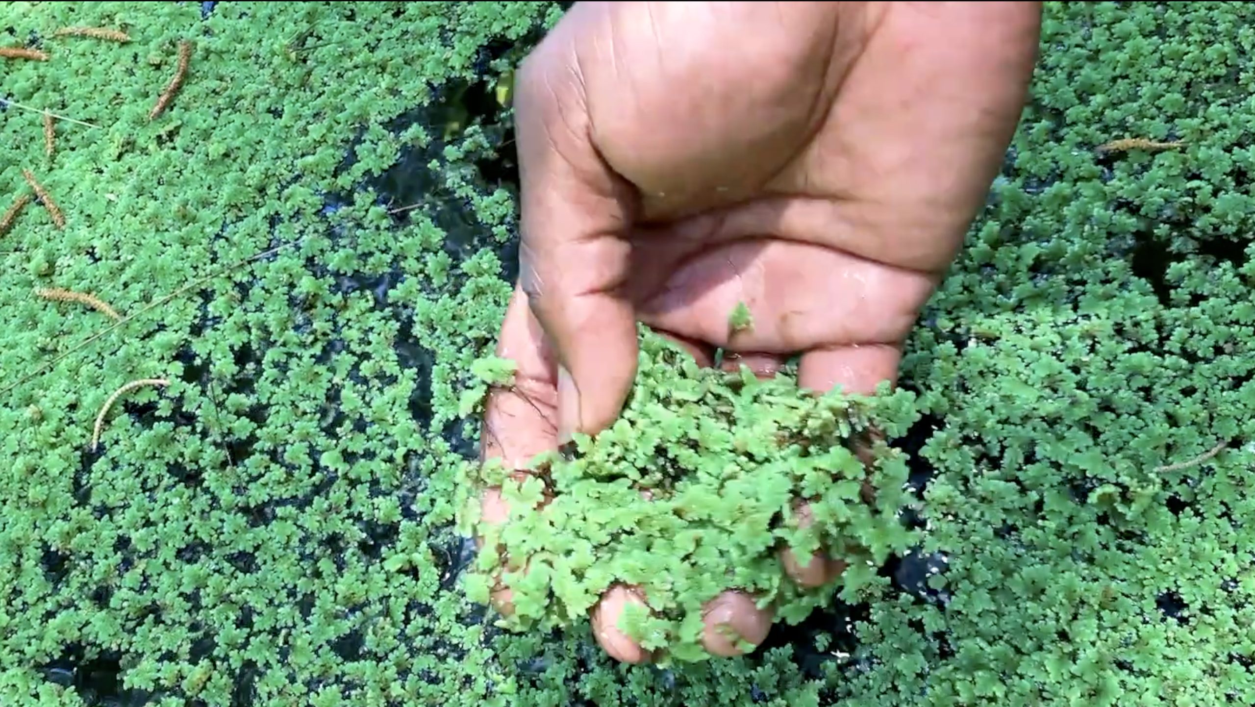 AZOLLA FARMING - Africa Farming Journal