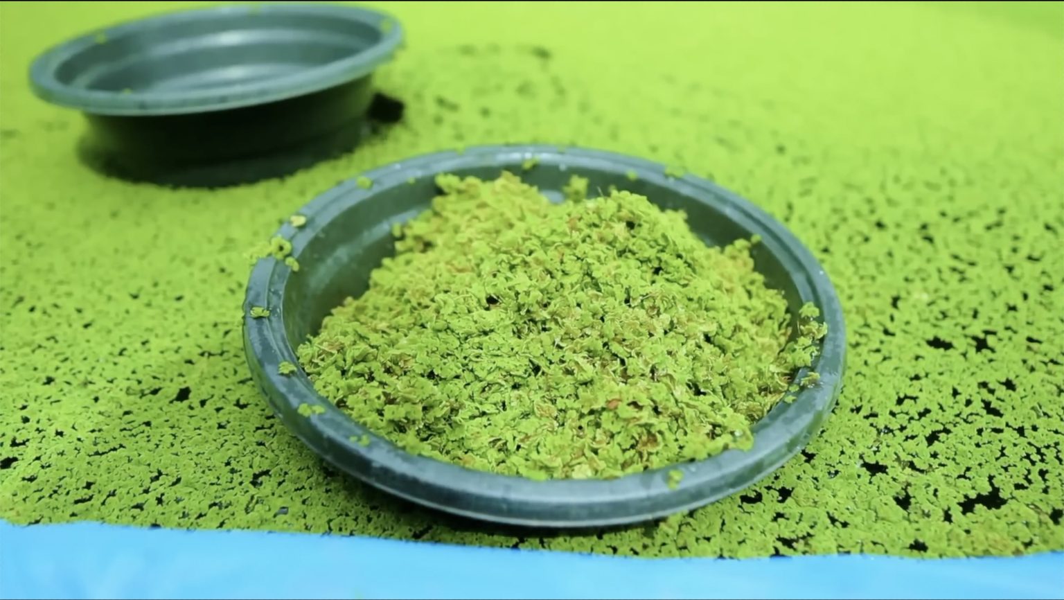 AZOLLA FARMING - Africa Farming Journal