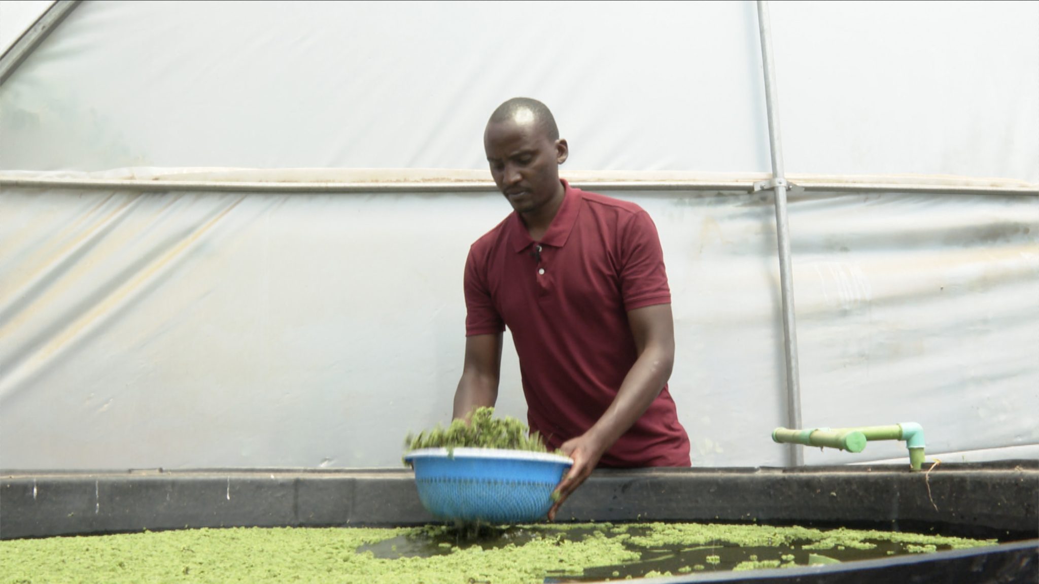 AZOLLA FARMING - Africa Farming Journal