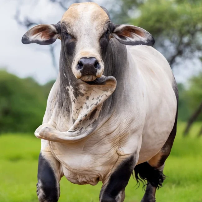 Brahman Cattle For Beef Production